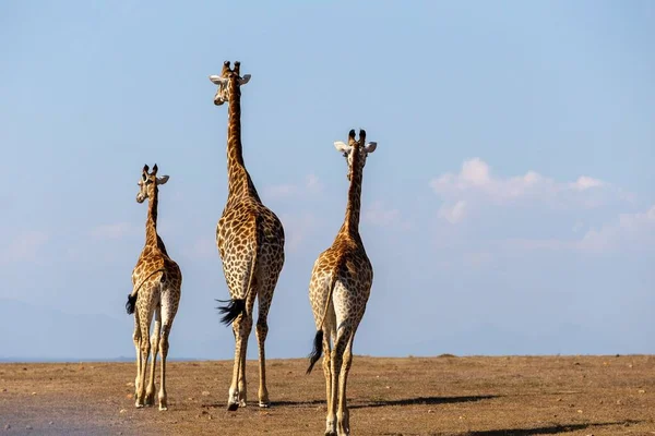 Afrika 'da bir zürafa ailesi