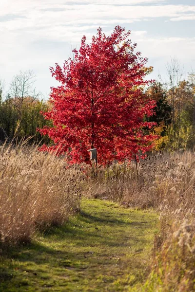 秋天的阳光下 一棵生长在花园里的红枫树的垂直拍 — 图库照片