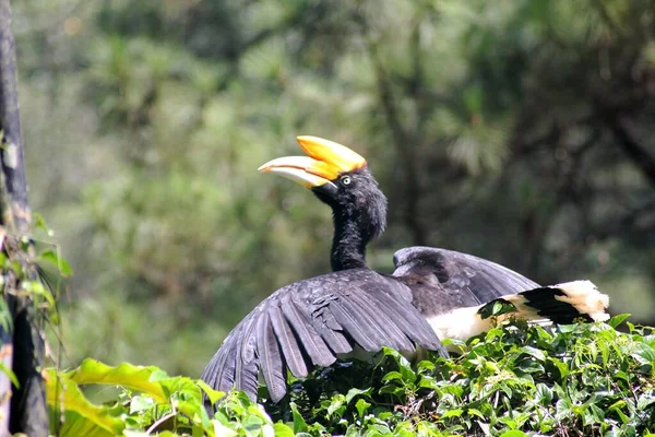 Closeup Shot Black Hornbill — Stock Photo, Image