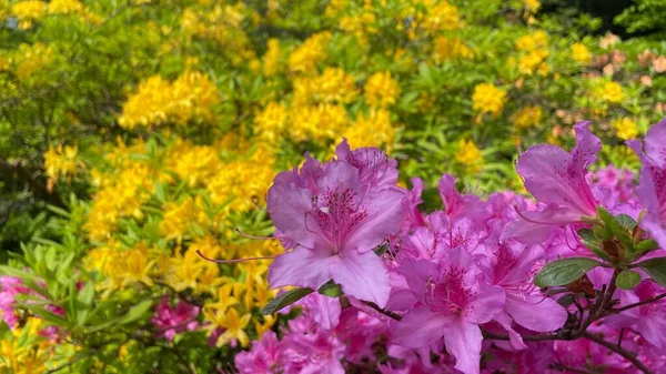 Närbild Vackra Rosa Och Gula Azalea Blommor Trädgård Solljuset — Stockfoto