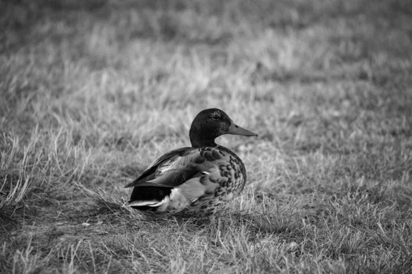 Nahaufnahme Einer Schönen Ente Auf Dem Feld Graustufen — Stockfoto