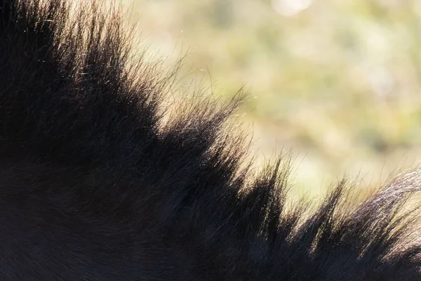 Detalles Crin Joven Caballo Marrón —  Fotos de Stock