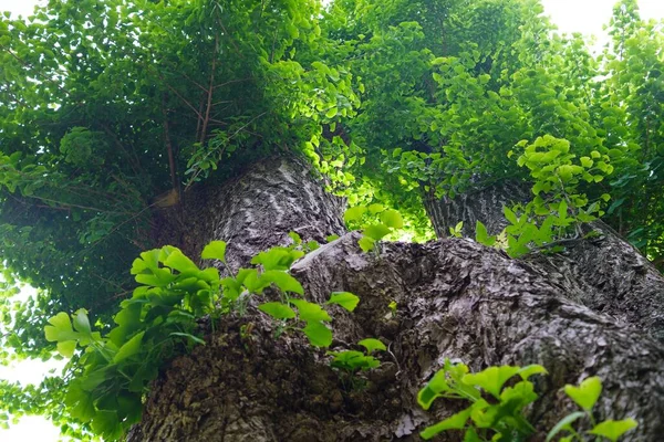 Magnifik Ginkgo Träd Våren — Stockfoto