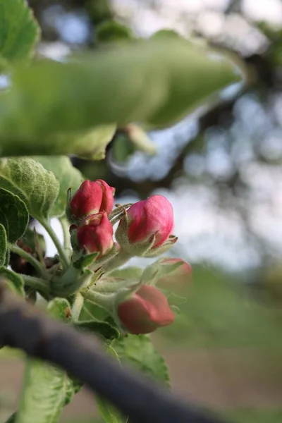 背景にぼやけた庭に咲くピンクの花のクローズアップ — ストック写真