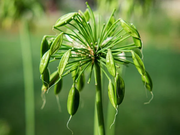 Zdjęcie Zbliżeniowe Nasion Roślin Agapanthus Wyizolowanych Zielonym Tle Natury — Zdjęcie stockowe