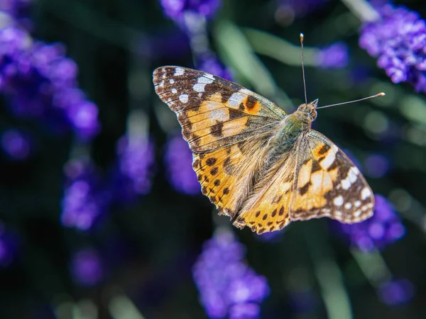 Detailní Záběr Namalované Dámy Rozmazaném Pozadí — Stock fotografie