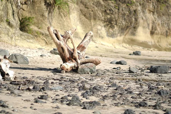Driftwood Large Pebbles Cliff Sandy Beach — Stock Photo, Image