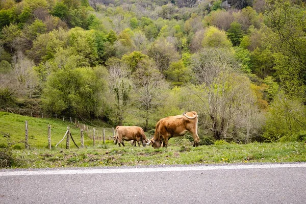 Uma Bela Vista Vacas Perto Estrada Com Árvores Verdes — Fotografia de Stock