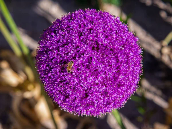 Zbliżenie Małej Pszczółki Fioletowym Allium — Zdjęcie stockowe