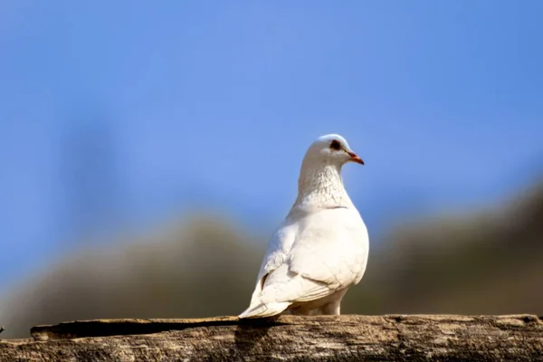 Pombo Branco Adorável Sentado Galho Árvore Contra Céu Azul — Fotografia de Stock
