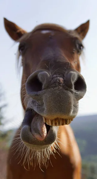 马吃东西时牙齿的特写 有趣的照片 — 图库照片