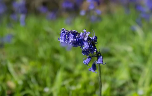 Eine Nahaufnahme Von Gewöhnlichen Blauglockenblumen Auf Einem Verschwommenen Feldhintergrund — Stockfoto
