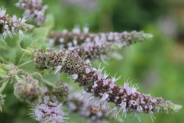 Närbild Bild Blommande Häst Mynta Blommor — Stockfoto