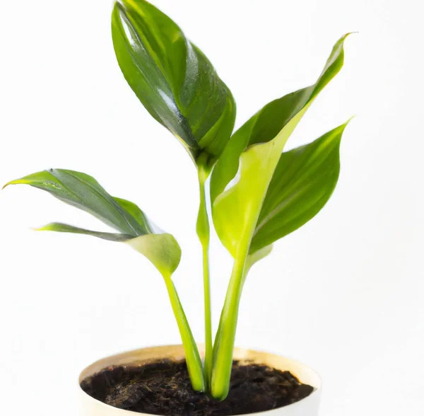 Closeup Uma Planta Potted Com Folhas Lustrosas Grandes Isoladas Fundo — Fotografia de Stock