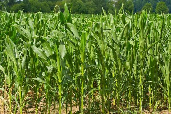 View Deep Green Field Planted Corn Summer — Stock Photo, Image