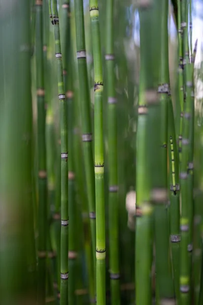 Bambusový Keř Botanické Zahradě Bonnu — Stock fotografie