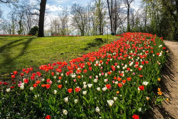 Schöne Blühende Tulpen Castello Pralormo Während Der Messer Tulipano Ausstellung — Stockfoto