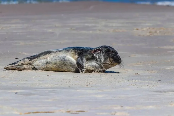 Cute Seal Sandy Beach Baltic Sea Sunny Day — Stock Photo, Image