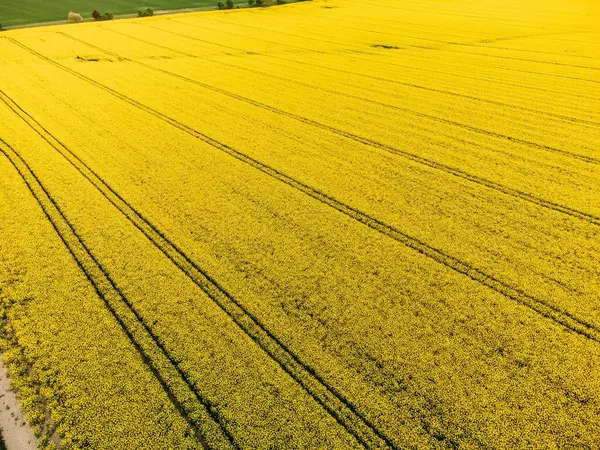 Scenic Aerial View Beautiful Rapeseed Field Sunny Day — Stock Photo, Image