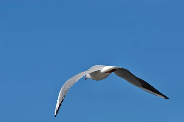 德国沃恩明德 一只海鸥在空中盘旋的特写镜头 — 图库照片
