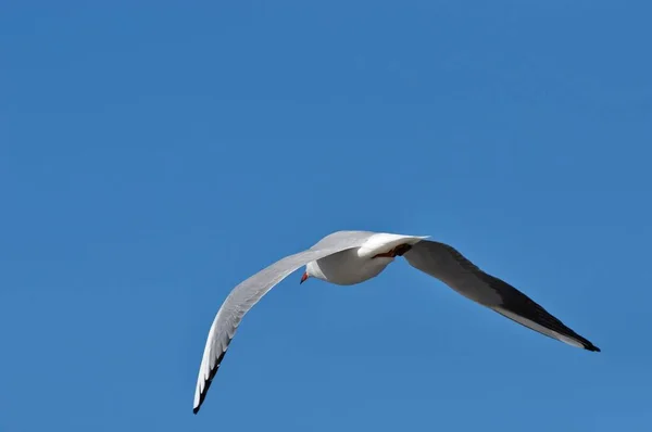 Een Close Shot Van Een Meeuw Die Lucht Vliegt Warnemunde — Stockfoto