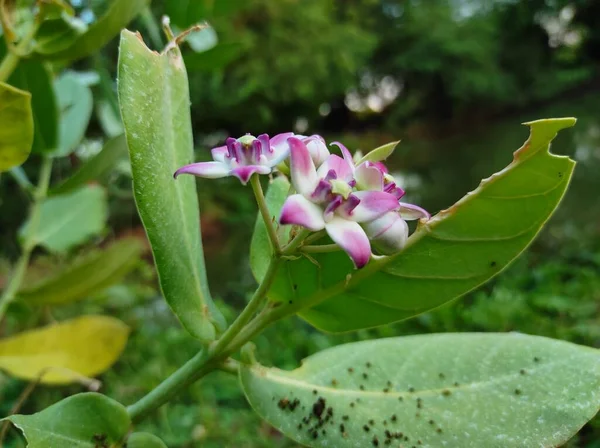 Güvenli Aak Çiçeklerinin Güzel Çekimi Ayurvedic İlaç Bitkileri