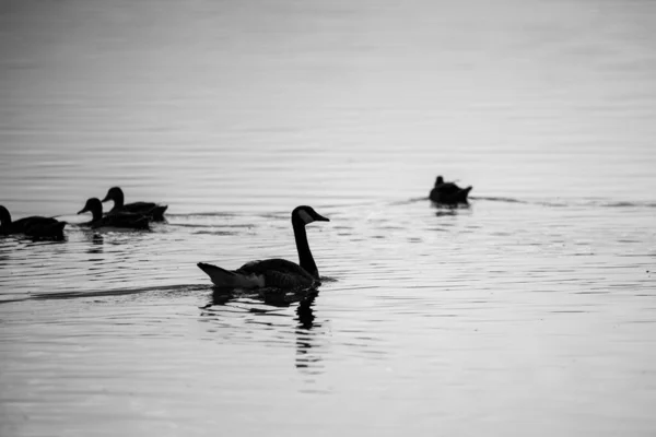 グレースケールで湖で泳いで美しい白鳥やアヒルのシルエットの景色 — ストック写真