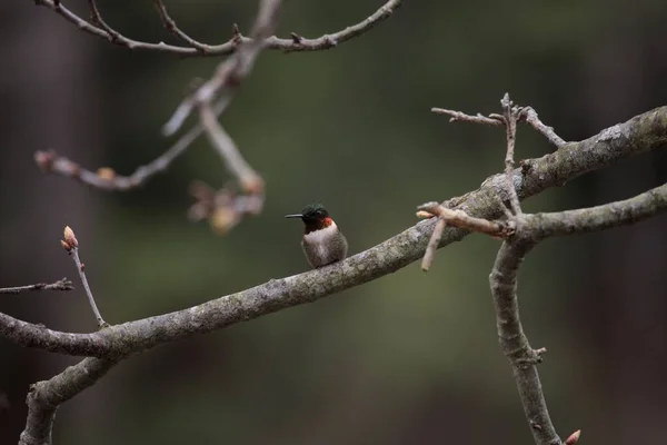 Koliber Rubinowy Archilochus Colubris Siedzący Gałęzi Drzewa — Zdjęcie stockowe