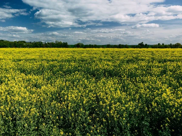 Une Vue Aérienne Panoramique Beau Champ Colza Par Une Journée — Photo