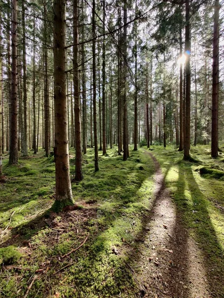 Plan Vertical Une Forêt Bouleaux Avec Soleil Brillant — Photo