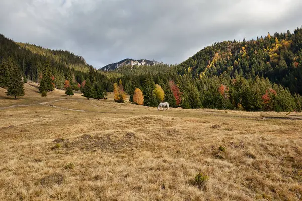 Beautiful Mountainous Forested Landscape Grazing Horse — Stock Photo, Image