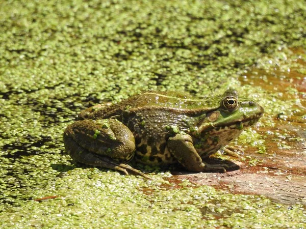 一只大青蛙坐在绿叶池塘水面上的特写镜头 — 图库照片
