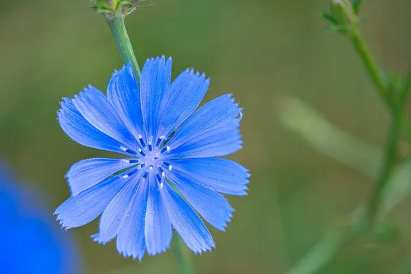 Close View Chicory Flower Macro Photo — Stock Photo, Image