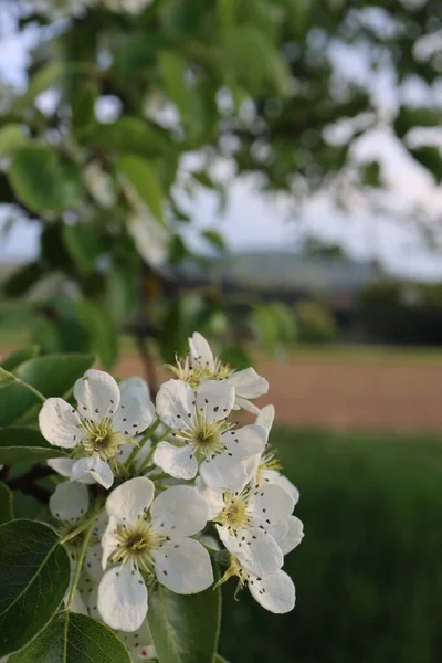 Gros Plan Une Branche Poire Fleurs Avec Des Fleurs Blanches — Photo