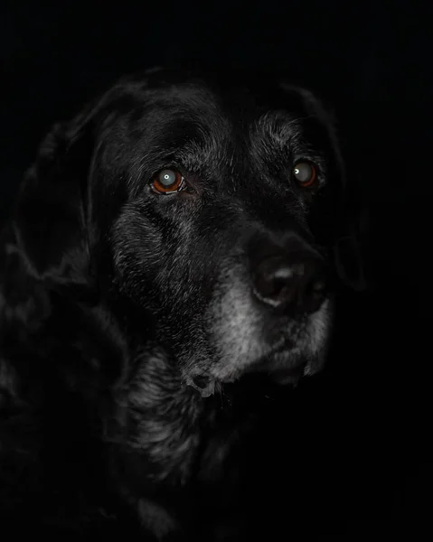 Een Portret Van Een Oude Zwarte Labrador Met Een Donkere — Stockfoto