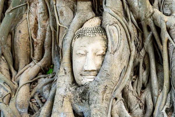 Cabeza Buda Piedra Entrelazada Las Raíces Los Árboles Wat Mahathat — Foto de Stock