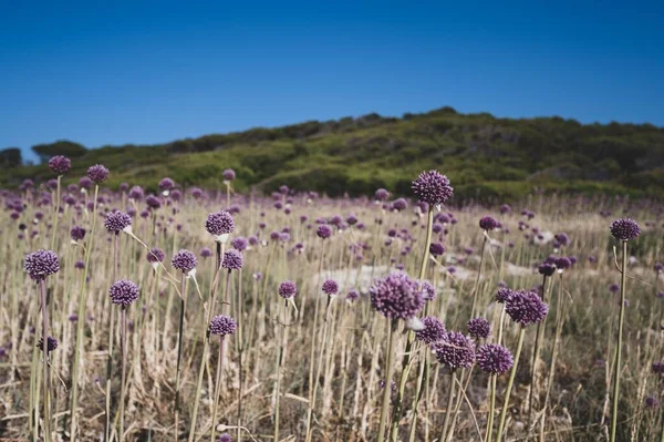 Wild Garlic Flowers Tremiti Islands Italy — Stock Photo, Image