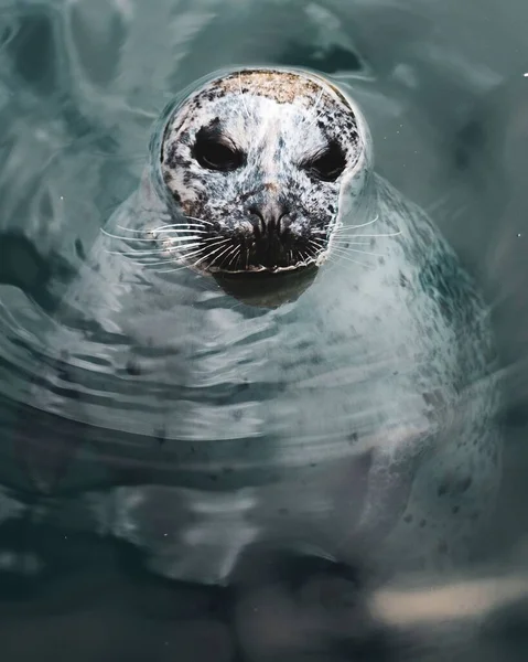 Een Haven Zeehond Het Water — Stockfoto