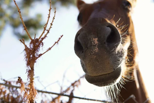 Close Brown Head Horse — Stock Photo, Image