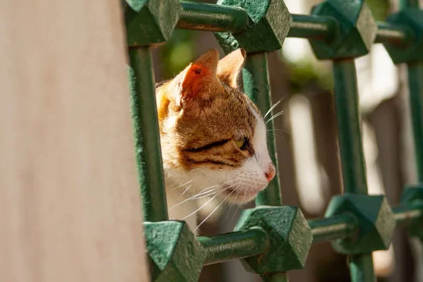 Eine Nahaufnahme Eines Niedlichen Flauschigen Katzenkopfes Vom Grünen Metallzaun — Stockfoto