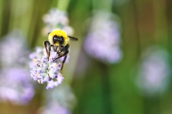 Closeup Shot Bee Collecting Nectar Flower — Stock Photo, Image
