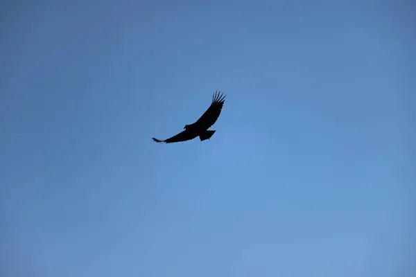 Egy Ragadozó Madár Sziluettje Repül Kék Felett — Stock Fotó