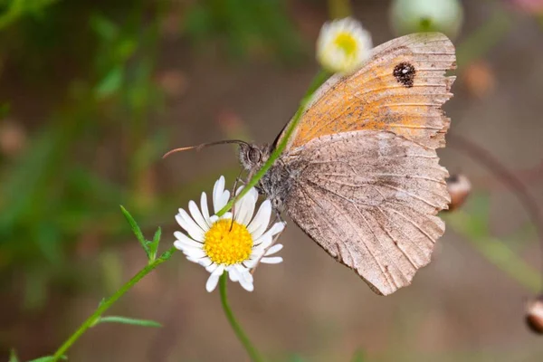 Ένα Κοντινό Πλάνο Της Πεταλούδας Ένα Λουλούδι — Φωτογραφία Αρχείου