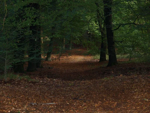 Ein Schöner Wald Mit Abgefallenen Blättern Herbst — Stockfoto