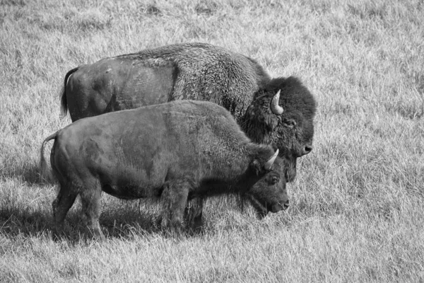 Grayscale Buffaloes Eating Grass Field — Stock Photo, Image