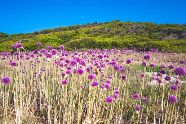 Wild Garlic Flowers Tremiti Islands Italy — Stock Photo, Image