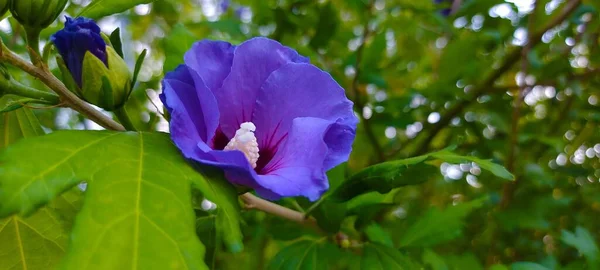 Purpurowy Kwiat Kwitnący Graniczący Zielonymi Liśćmi — Zdjęcie stockowe