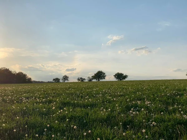 Прекрасний Вид Поле Кульбаби Деревами Під Ясним Небом — стокове фото