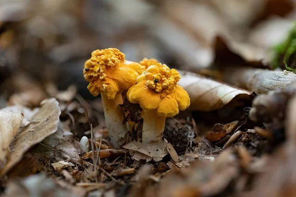 Two Colorful Velvet Chanterelles Cantharellus Friesii Beech Forest — Stock Photo, Image