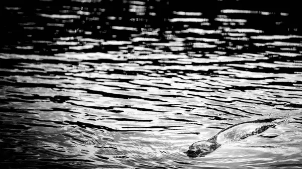 Een Grijswaarden Van Een Harbor Seal Het Water — Stockfoto